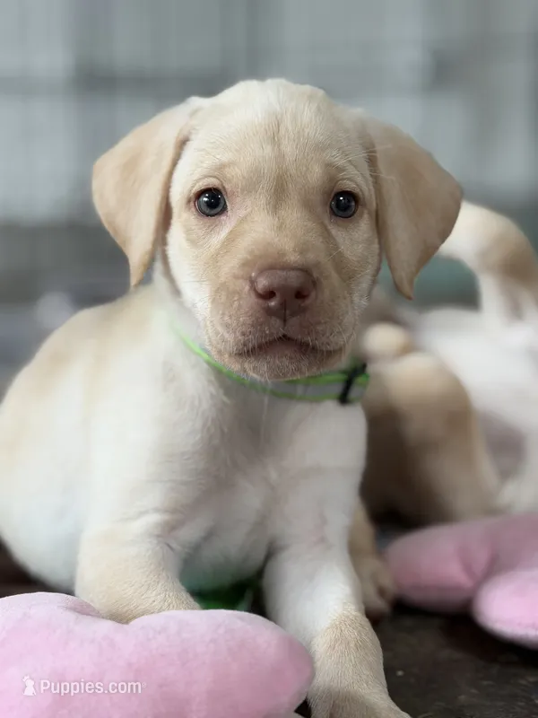 Snow White – Labrador Retriever puppy for sale in Gray, GA