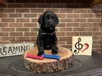 Naeven  (brown) , a male Labrador Retriever for sale in Gray, GA – 4 of 5