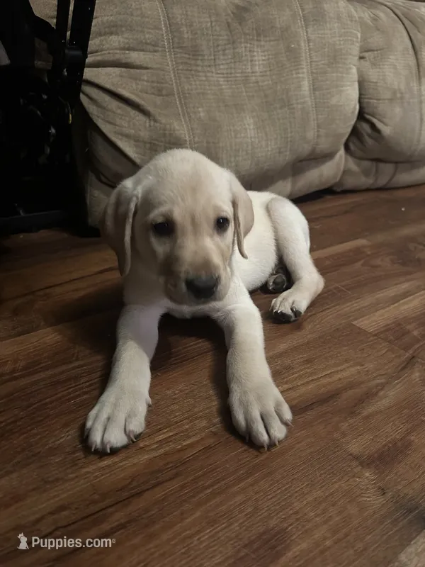 Elisa (black)  – Labrador Retriever puppy for sale in Gray, GA