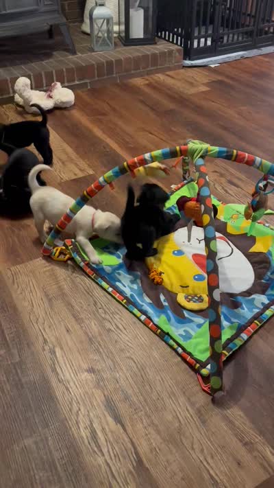 Elisa (black) , a female Labrador Retriever for sale in Gray, GA – 7 of 7