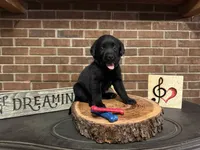 Aladdin (navy), a male Labrador Retriever for sale in Gray, GA – 4 of 7