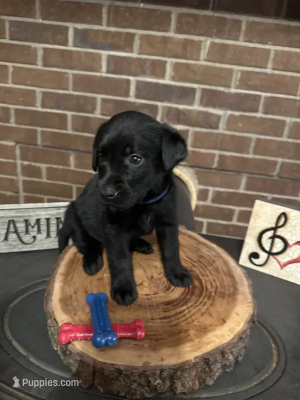 Aladdin (navy) – Labrador Retriever puppy for sale in Gray, GA