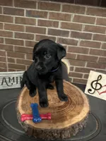 Aladdin (navy), a male Labrador Retriever for sale in Gray, GA – 1 of 7