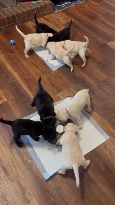 Aladdin (navy), a male Labrador Retriever for sale in Gray, GA – 5 of 7