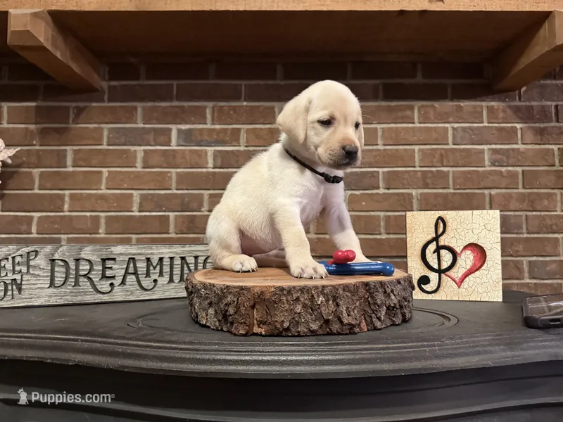 Elisa (black)  – Labrador Retriever puppy for sale in Gray, GA