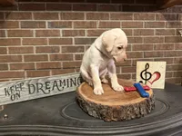 Snow White, a female Labrador Retriever for sale in Gray, GA – 4 of 9