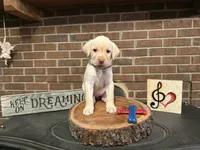 Snow White, a female Labrador Retriever for sale in Gray, GA – 1 of 9