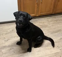 Elisa (black) , a female Labrador Retriever for sale in Gray, GA – 6 of 7
