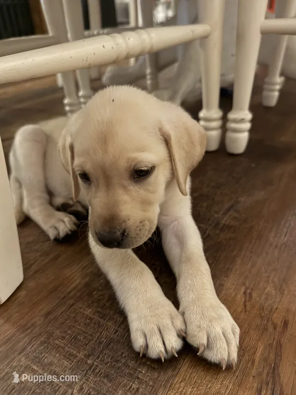 Elisa (black)  – Labrador Retriever puppy for sale in Gray, GA