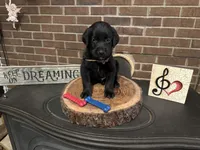 Naeven  (brown) , a male Labrador Retriever for sale in Gray, GA – 2 of 5