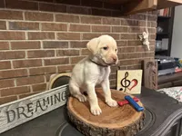 Snow White, a female Labrador Retriever for sale in Gray, GA – 3 of 9