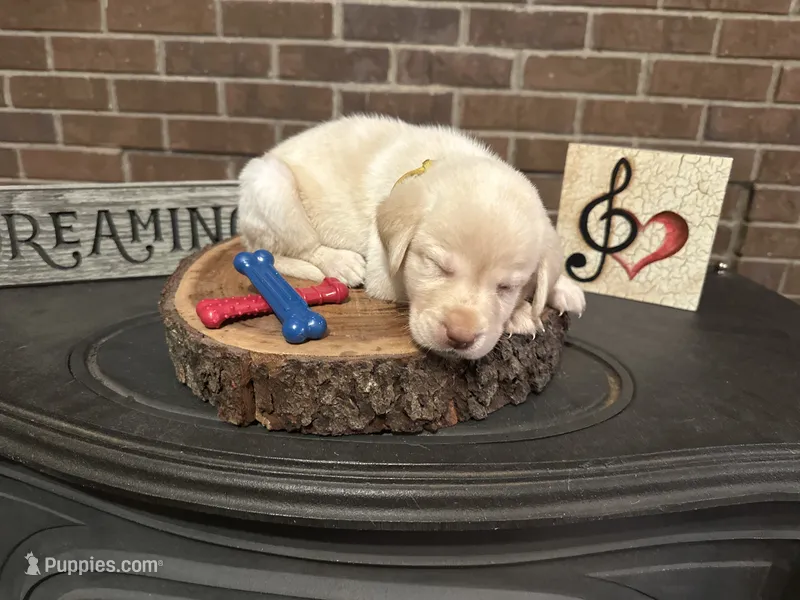 Belle (yellow) – Labrador Retriever puppy for sale in Gray, GA