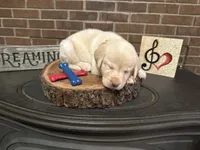 Belle (yellow), a female Labrador Retriever for sale in Gray, GA – 1 of 7