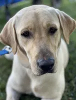 Belle (yellow), a female Labrador Retriever for sale in Gray, GA – 5 of 7