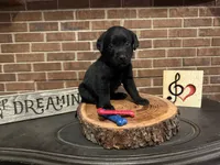Aladdin (navy), a male Labrador Retriever for sale in Gray, GA – 6 of 7