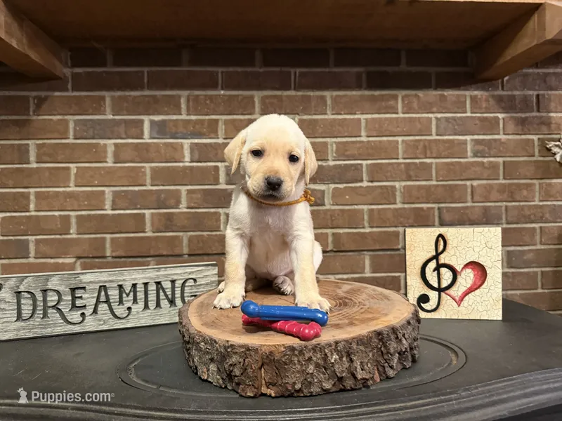 Anna (orange) – Labrador Retriever puppy for sale in Gray, GA