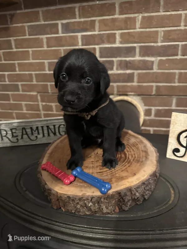Naeven  (brown)  – Labrador Retriever puppy for sale in Gray, GA