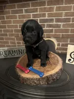 Naeven  (brown) , a male Labrador Retriever for sale in Gray, GA – 1 of 5