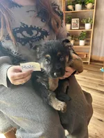 Puppy 1, a male German Shepherd Dog for sale in Reed City, MI – Photo 7 of 9