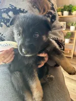 Puppy 1, a male German Shepherd Dog for sale in Reed City, MI – Photo 3 of 9