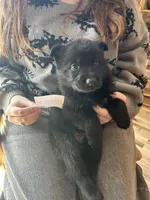 Puppy 1, a male German Shepherd Dog for sale in Reed City, MI – Photo 5 of 9