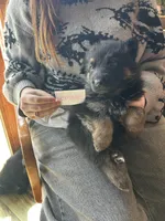 Puppy 1, a male German Shepherd Dog for sale in Reed City, MI – Photo 9 of 9
