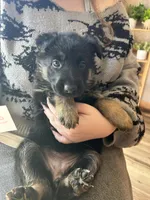 Puppy 1, a male German Shepherd Dog for sale in Reed City, MI – Photo 4 of 9