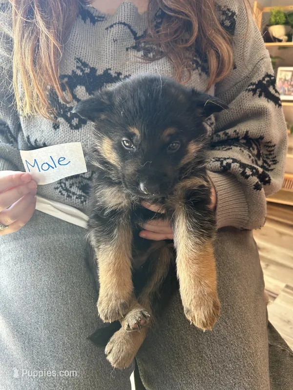 Puppy 1 – German Shepherd Dog puppy for sale in Reed City, MI