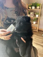 Puppy 1, a male German Shepherd Dog for sale in Reed City, MI – Photo 2 of 9