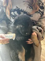 Puppy 1, a male German Shepherd Dog for sale in Reed City, MI – Photo 6 of 9