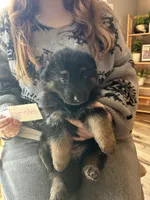 Puppy 1, a male German Shepherd Dog for sale in Reed City, MI – Photo 8 of 9