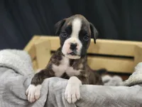 Amora, a female Boxer for sale in Clio, MI – 1 of 2