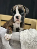 Romeo, a male Boxer for sale in Clio, MI – 2 of 2
