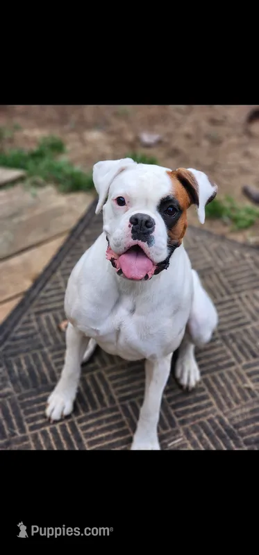 Pearl – Boxer puppy for sale in Clio, MI