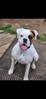 Pearl, a female Boxer for sale in Clio, MI – 1 of 1