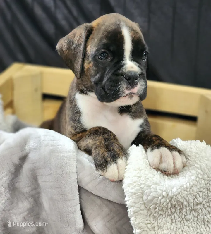 Beau – Boxer puppy for sale in Clio, MI