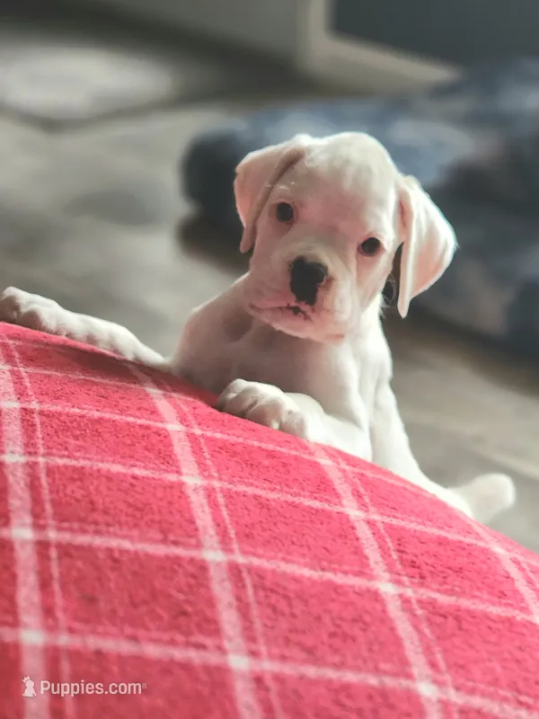 Casanova  – Boxer puppy for sale in Clio, MI