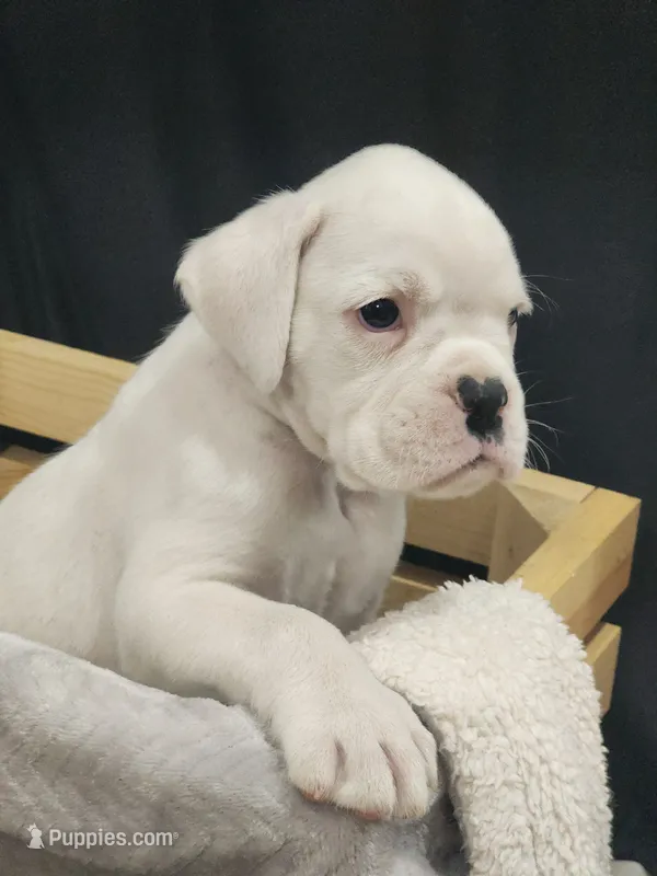Casanova , a male Boxer for sale in Clio, MI – 1 of 1