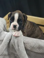 Amora, a female Boxer for sale in Clio, MI – 2 of 2