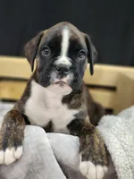 Beau, a male Boxer for sale in Clio, MI – 2 of 2