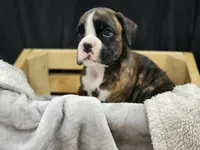 Romeo, a male Boxer for sale in Clio, MI – 1 of 2