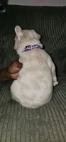 Dior, a female French Bulldog for sale in Martinsburg, WV – 3 of 3