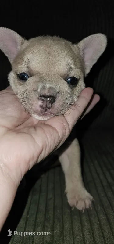 Chanel – French Bulldog puppy for sale in Martinsburg, WV