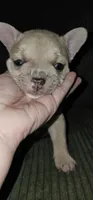 Chanel, a female French Bulldog for sale in Martinsburg, WV – 1 of 3