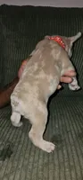 Spec, a male French Bulldog for sale in Martinsburg, WV – 2 of 4