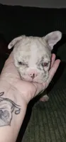 Dior, a female French Bulldog for sale in Martinsburg, WV – 2 of 3