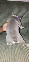 Sugar, a female French Bulldog for sale in Martinsburg, WV – 2 of 3