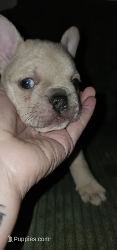 Louis – French Bulldog puppy for sale in Martinsburg, WV