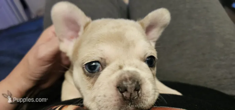 Spec – French Bulldog puppy for sale in Martinsburg, WV
