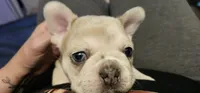 Spec, a male French Bulldog for sale in Martinsburg, WV – 1 of 4